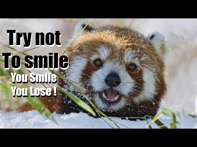 Funny red panda videos | Try not to laugh or smile | 2018 ( Winter edition for Christmas )