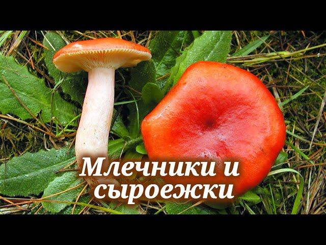 Не собирайте млечники и сыроежки, пока не посмотрите это видео!