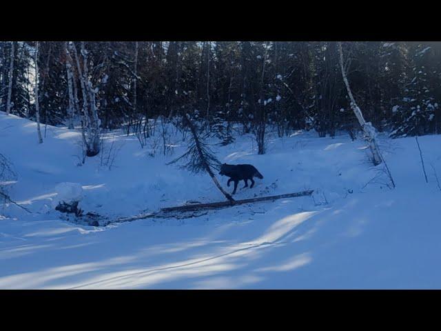 2022/2023 Trapping Season. Marten, Wolves and Barrenland Hunts.