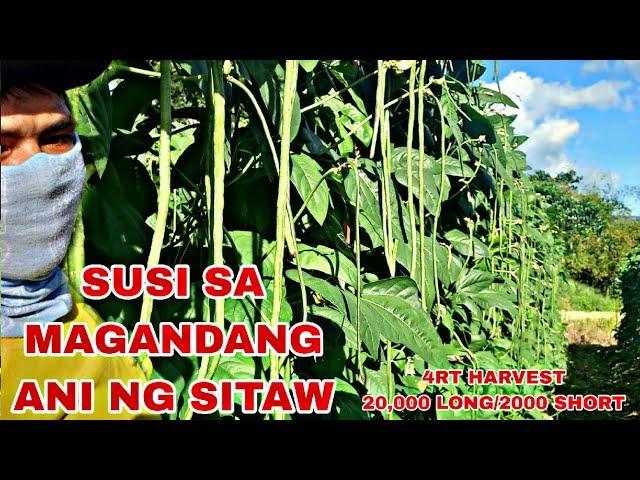 SUSI SA MAGANDANG ANI NG SITAW 4RTH HARVEST 20,000 LONG