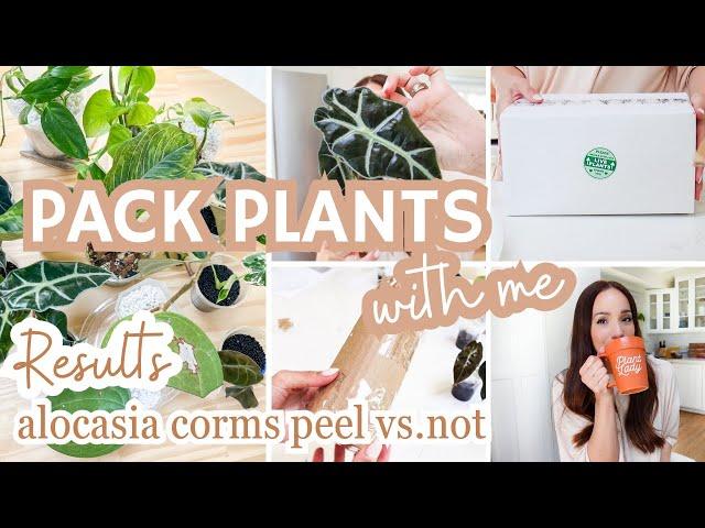 I sold some plants🪴pack plants with me + results of alocasia corms peeled vs. not peeled are in