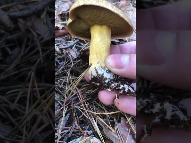 Suillus variegatus