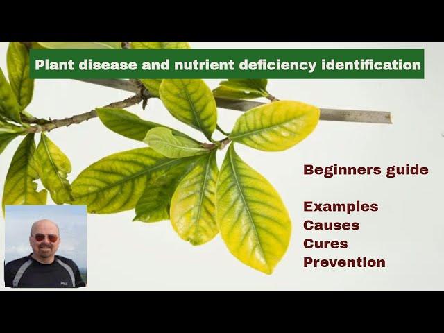 Plant Disease and Nutrient Deficiency Identification