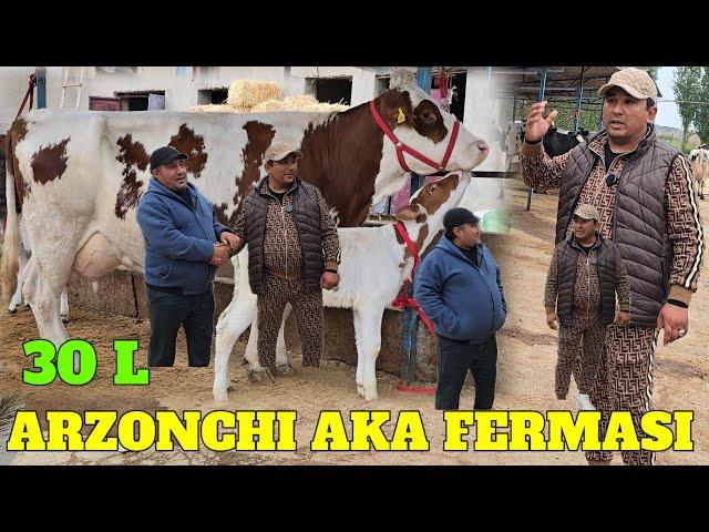 ARZONCHI AKA No1 ️991064444 ️974120909  SIGIRLANI SULTONLARI KELDI 23 MLN SIMENTAL SIGIR DAXSHAT