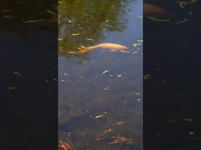 Koi carp enjoy sunshine