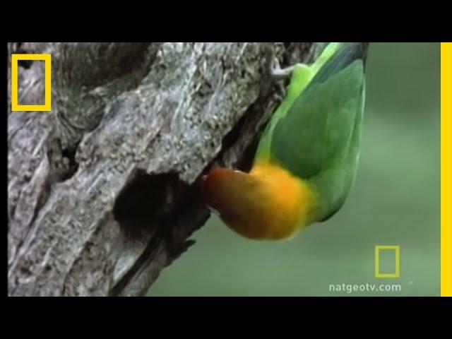 Lovebirds | National Geographic