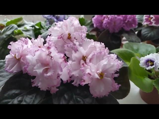 Красивые сорта фиалочек #flowers #фиалки #фиалка