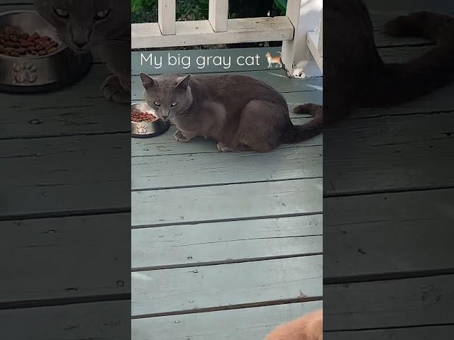 BigBoy, my big gray cat. {IJK} #cats