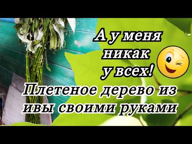 Русская ива! Плетение дерево из ивы своими руками бесплатно