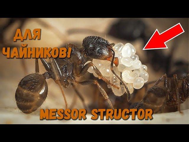 Messor structor информация для новичков / Для чайников!