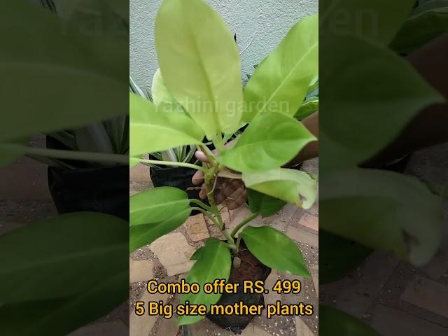 #combo offer # plant online shopping # low price plants #plant sale video # gardening