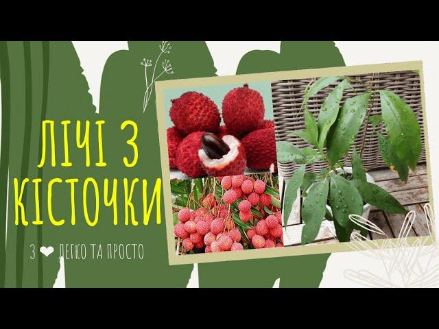 ЛІЧІ з КІСТОЧКИ : як виростити.  Догляд за ЛІЧІ в домашніх умовах 