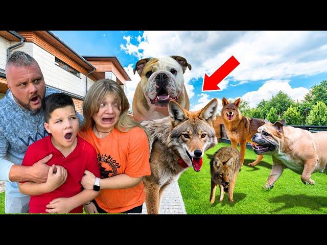 OUR DOG attacked a VICIOUS COYOTE!   *Security Footage*