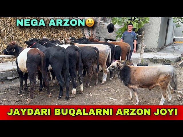 JAYDARI BUQALAR ️ 90-155-68-07 YEMLASHGA TAYYORLARI