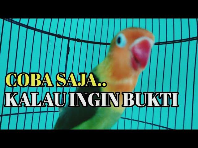 Pancingan lovebird paud & balibu latah aktif ngekek panjang di JAMIN langsung ikut ngekek