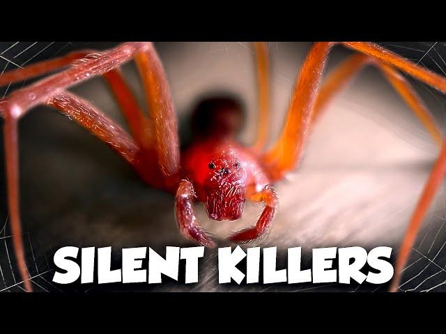 This Spider has the DEADLIEST BITE in South America