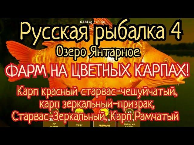 РР4.Озеро Янтарное. ФАРМ на Цветных карпах. Старвас красный-чешуйчатый, Зеркальный-призрак, Рамчатый