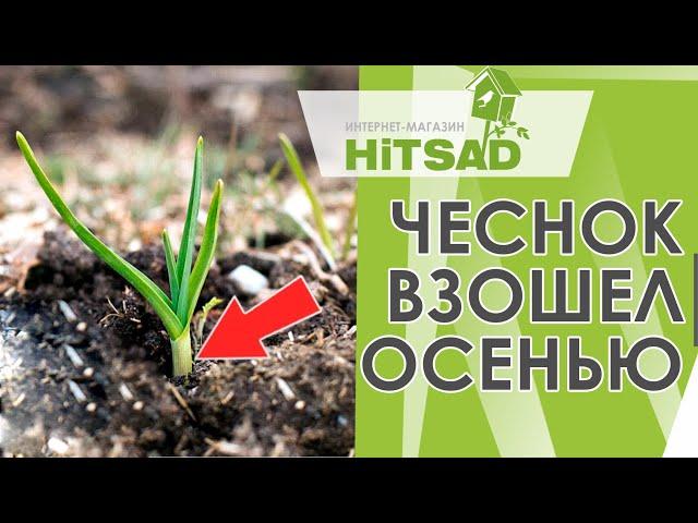 ЧЕСНОК ПРОРОС ОСЕНЬЮ  Взошел озимый чеснок. Что делать, чтобы он не вымерз?