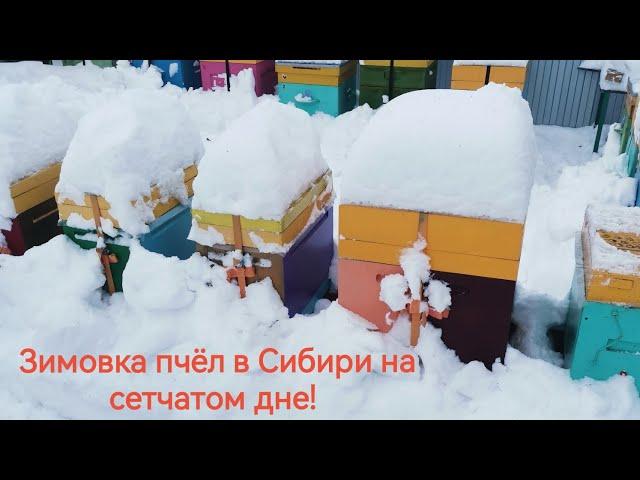 Зимовка пчёл в Сибири на сетчатом дне!