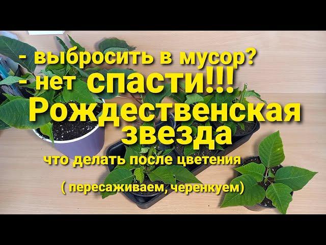 Рождественская звезда - Пуансеттия пересадка, черенкование.