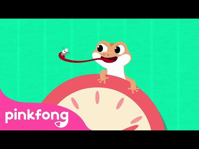 Cicak the Lizard Song | Indonesian Children's Songs | Lizard on the Wall | Pinkfong Baby Shark