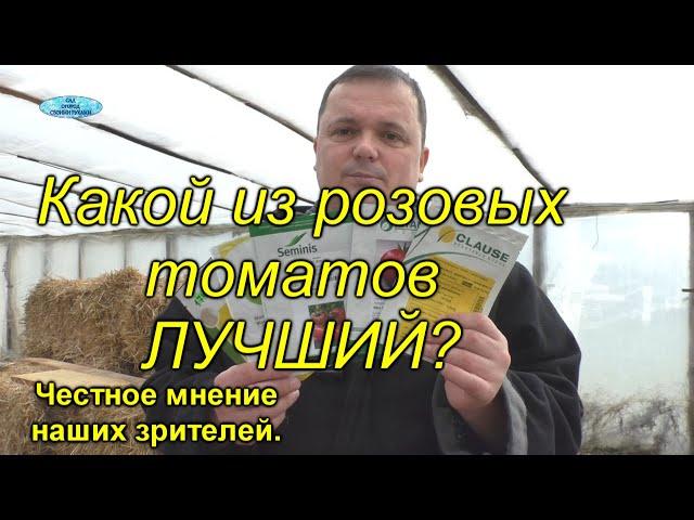 Розовые высокорослые томаты - какие из них самые лучшие?