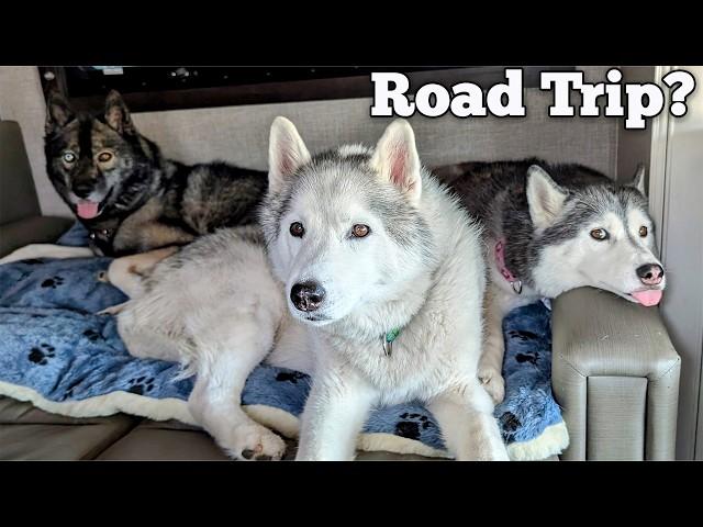 Dogs Get Their Long-awaited Camping Adventure!