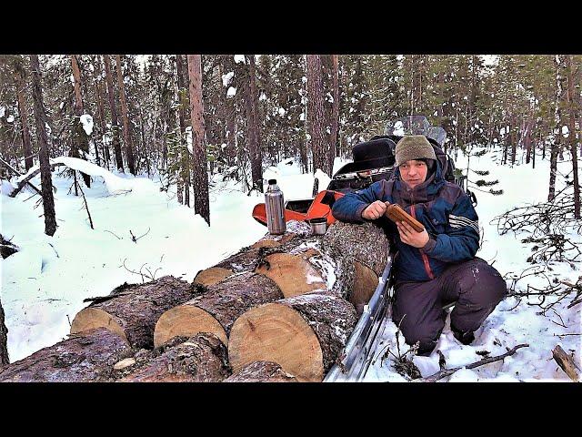 -30 | Трое живы! Четвёртый ТОЖЕ! | Пурга одна | В Тайге в палатке! Спасение Пурги и Щенков в тайге!