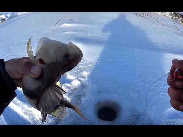 ЗА ТАКИМИ ГОРБАЧАМИ МЫ СЮДА И ШЛИ!Крупный окунь на балансир.Первый лед 2019 ,perch fishing