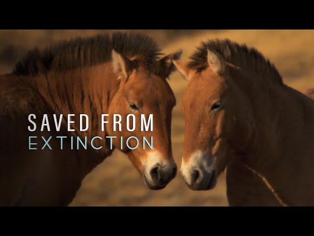 Saved From Extinction: Horses in Search of a King