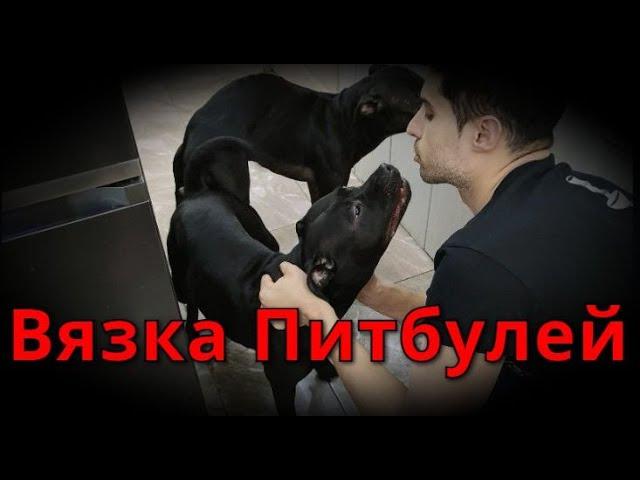 18+ Вязка Питбулей Рона и Текилы!!!