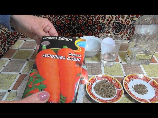 How to speed up the germination of carrot seeds