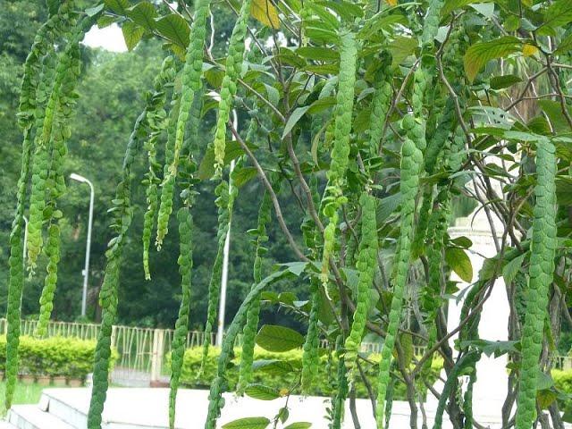 Phyllodium Longipes। Fish Scales/Dragon's Tongue Plant at Agri Aqua Bd