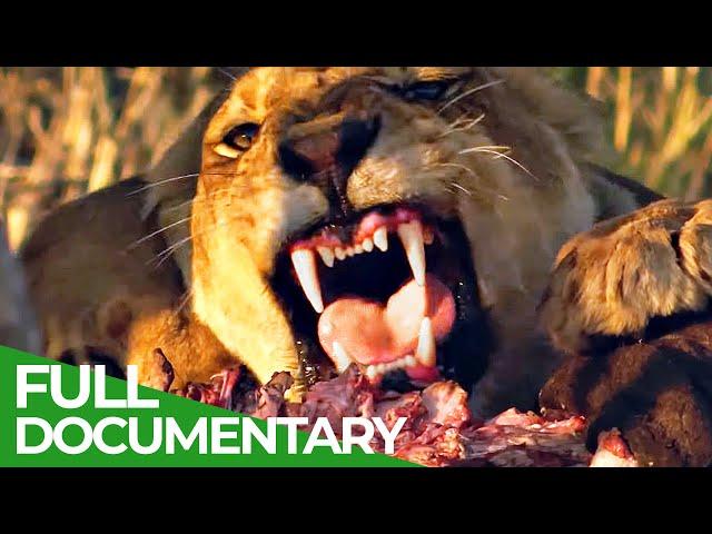 Pride in Battle - The Epic Story of Two Lion Brothers | Free Documentary Nature