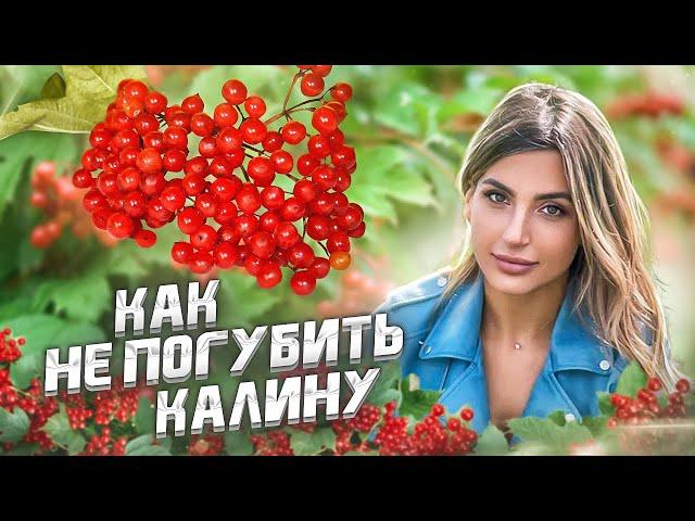 Посадка калины. Уход за калиной в саду для новичков