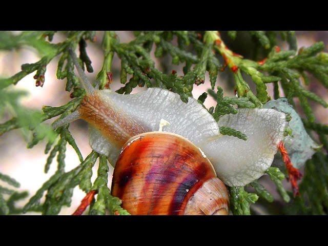 SNAIL HELIX POMATIA - SkyVlad Video Archive