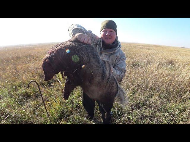 Добыли барсуков и приготовили их. Простой и вкусный рецепт.