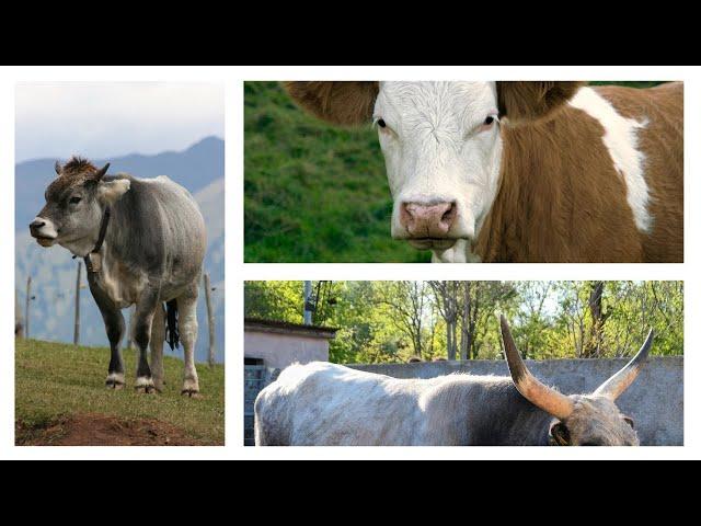 Capturing the Beauty of Cows - Jungle Flicks Portrait Series