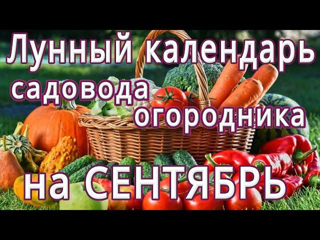 ЛУННЫЙ КАЛЕНДАРЬ САДОВОДА И ОГОРОДНИКА НА СЕНТЯБРЬ МЕСЯЦ