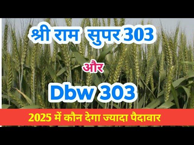 Dbw303 श्री राम सुपर 303 दोनो में क्या अंतर है,कौनसी wheat variety बढ़िया है,गेहूं की दो टॉप किस्में