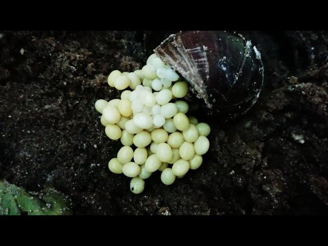 Akhatin snails lay eggs.