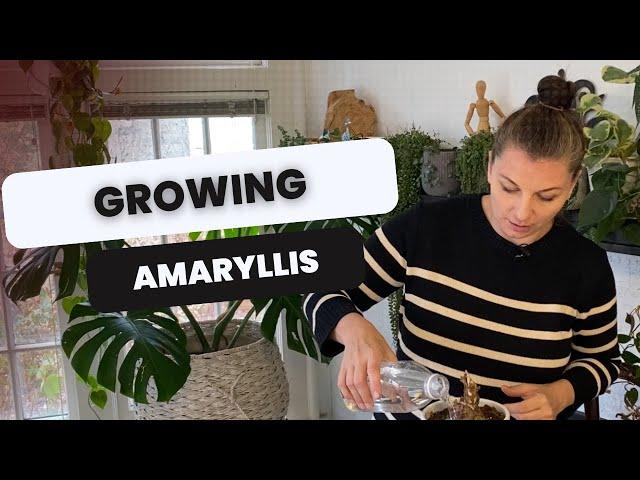  Taking Amaryllis out of Dormancy 