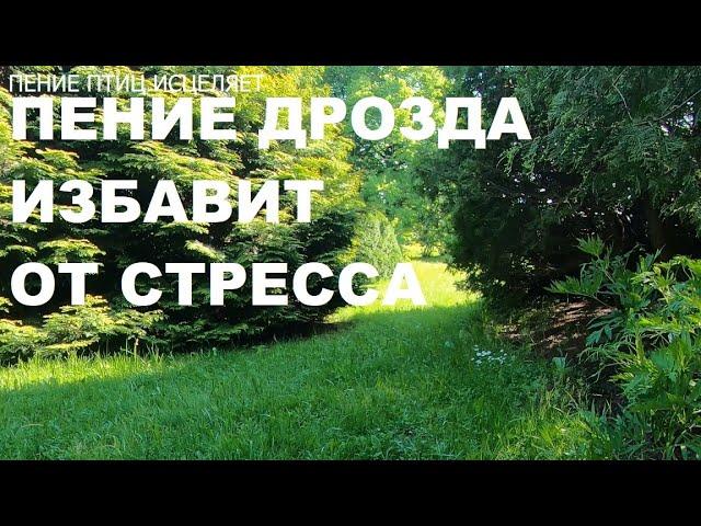 ДРОЗД ,ЕГО ПЕНИЕ СНИМЕТ НЕРВНОЕ НАПРЯЖЕНИЕ,УСПОКОИТ,ПОДАРИТ РАДОСТЬ,УМИРОТВОРЕНИЕ И ПОКОЙ