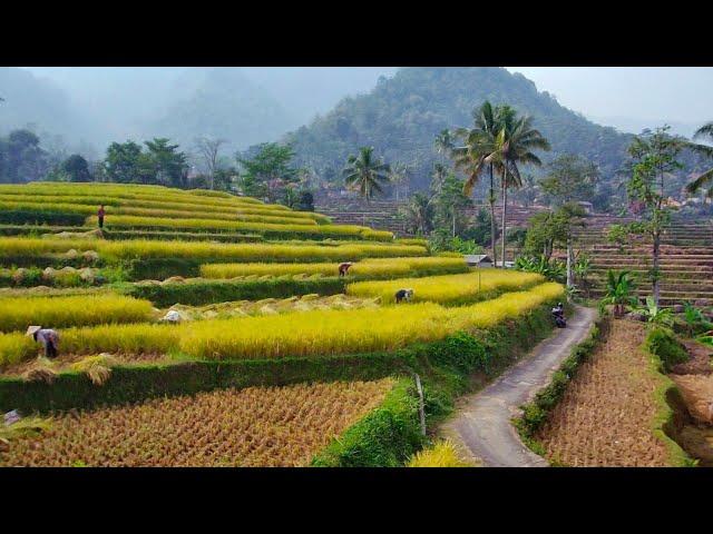 𝙑𝙄𝙍𝘼𝙇 CISEMA BANJARAN PALATE‼️If you know the beautiful rice fields in 𝙆𝙖𝙢𝙥𝙪𝙣𝙜 𝘾𝙞𝙡𝙪𝙡𝙪𝙢𝙥𝙖𝙣𝙜 𝙎𝙪𝙗𝙖𝙣𝙜