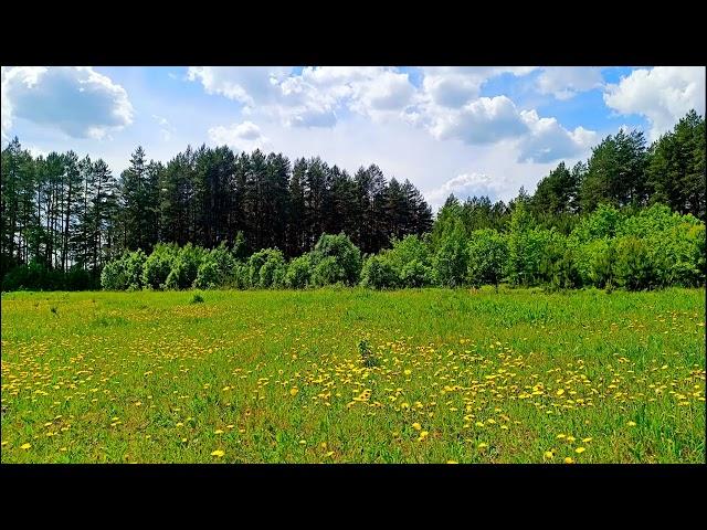 THE HEALING EFFECT OF BIRDS SINGING IN THE MEADOW WILL HELP THE HEART AND NERVOUS SYSTEM