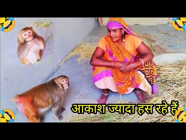 Monkey Rani Ameging funny video ।। रानी आकाश की जबरदस्त फनी विडियो @AkashRBL783