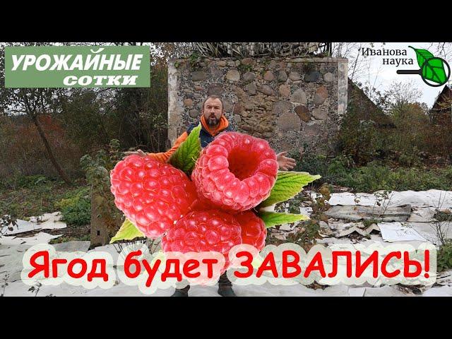 СЕКРЕТ ПОДКОРМКИ МАЛИНЫ после обрезки для ОГРОМНОГО УРОЖАЯ!