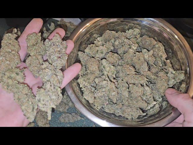 Harvest & Dry Weight For The Spiderfarmer 4x4 Tent