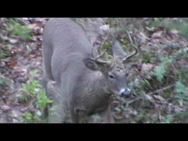 PA Public Land with a bow.