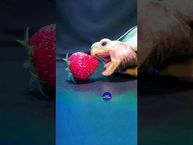 ASMR Mukbang Eating Strawberry  Turtle Tortoise